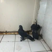 کفتر زاغ دم چتری