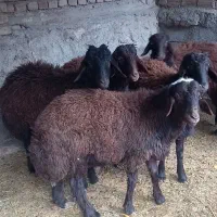 بره نر سرخ افشار