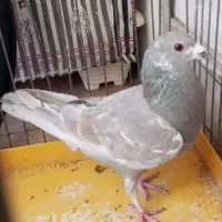 کفتر