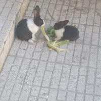 خرگوش