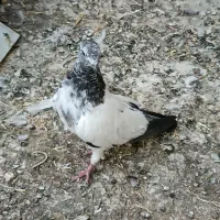 کبوتر|پرنده|بهار, |دیوار