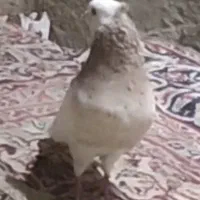 فروش|پرنده|بهبهان, |دیوار