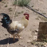 خروس