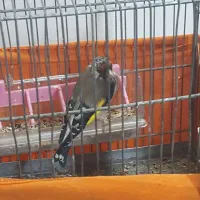 سهره .سره .ماده