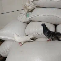 کبوتر.|پرنده|ایلام, |دیوار