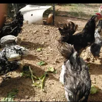 مرغ وخروس محلی