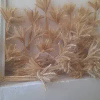 سنبل برکت وتزیین سفره هفت سین