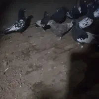 کفتر گم شده