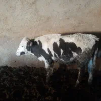 گوساله نر سیمینتال