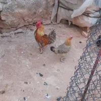 خروس محلی
