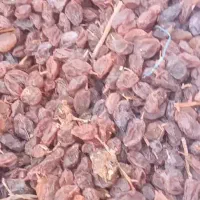 کشمش آفتابی در سامان