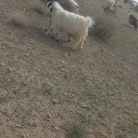 بزغاله ومیش چاق