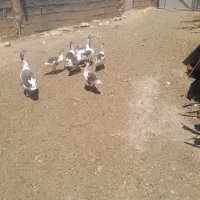 غاز|حیوانات مزرعه|همدان, |دیوار