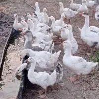 قوغاز