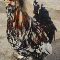 سلطان|حیوانات مزرعه|سرخنکلاته, |دیوار