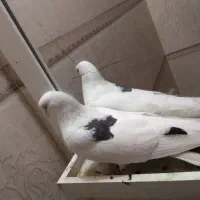 کفتر|پرنده|مشهد, نوید|دیوار