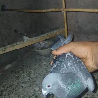 کبوترپلاکی
