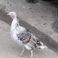 بوقلمون