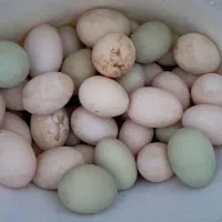 تخم اردک پروازی