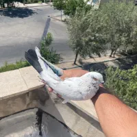 کفتر پرشی
