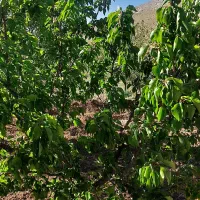 بآغ|فروش زمین و ملک کلنگی|بروجن, |دیوار