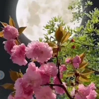 سیمکارت دوقلو0919و0911 کد741