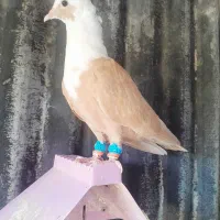 کبوتر کلاغ
