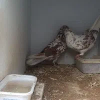 کبوتر پرشی|پرنده|اصفهان, قائمیه|دیوار