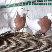 طوقی کلکسیونی