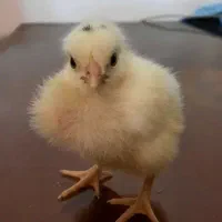 جوجه یک روزه گلچین شده از بهترین نژاد ها
