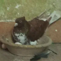 کبوتر گرگی کاکلی نر باخت رفته