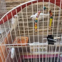 کوتوله آلبینو نژادار