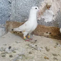 هرسه گرفتنی بشرت پرش