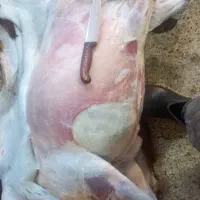 سلاخ قصاب ماهر درب منزل