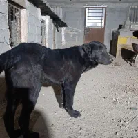 سگ سرابی اصیل