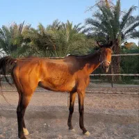 اسب|اسب و تجهیزات اسبسواری|بافق, |دیوار