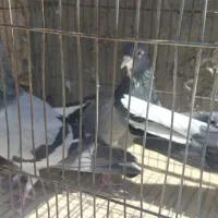 نروماده خرقه کیپ