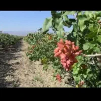 فروش نهال پسته پیوندی درنهالستان قنبری