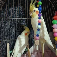 عروس هلندی جفت و سخنگو