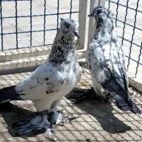 ی جفت کفتر دستپر
