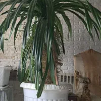 پاندانوس پنجساله ارتفاع 280