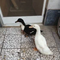 فروش اردک