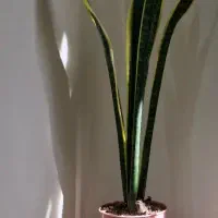 گل و گیاه