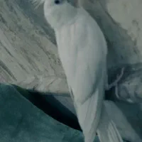عروس هلندی
