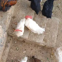 مرغ و خروس