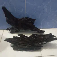 ماهی شارک  چوب آبنوس
