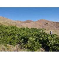 غوره عسگری