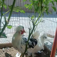 خروس سلطان ۵ ماهه
