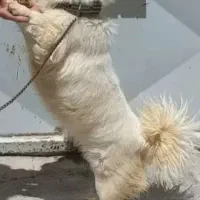 پاپی ماده