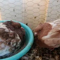 یه جفت کفتر کله زرد با تخم